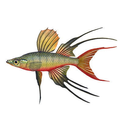 热带小型鱼灯科鱼淡水鱼