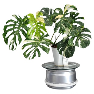 洒金龟背竹白锦龟背竹锦化植物室内盆栽绿植客厅北欧热植网红好养