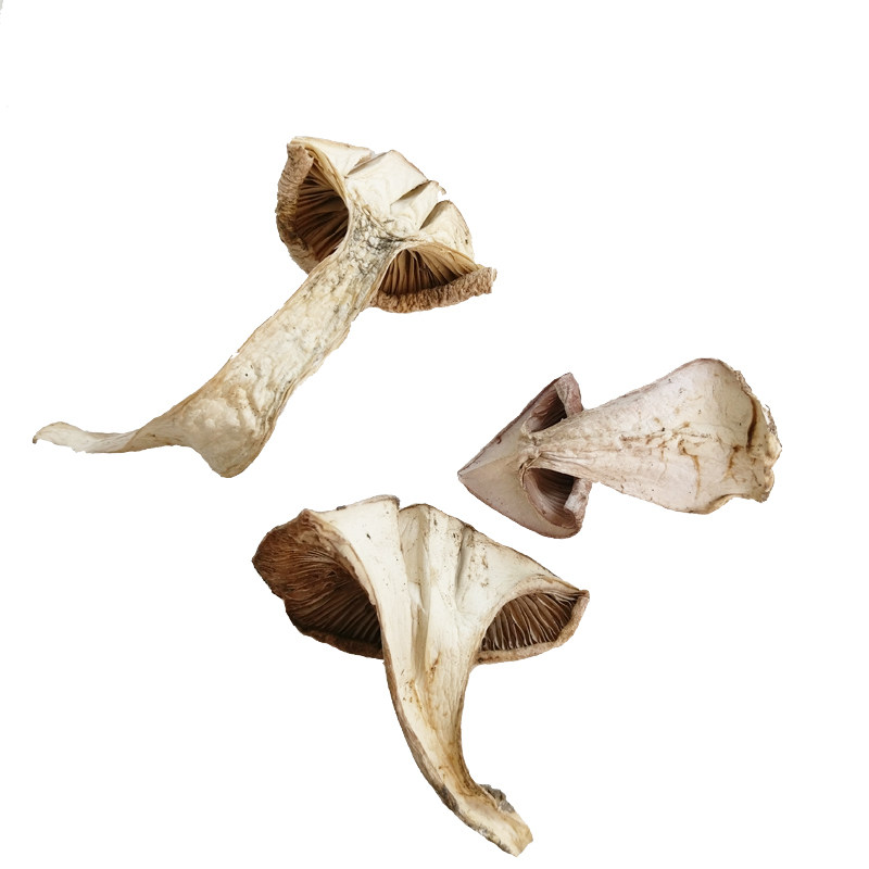 山西特产五台山台珍野生台蘑大香蕈南北干货香菇类食用菌蘑菇礼盒