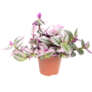 油画婚纱礼吊兰盆栽花卉绿植净化空气阳台好养室内办公庭院桌面