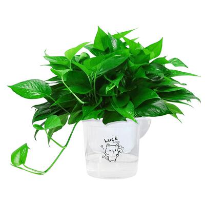 20天不用浇水@2年不用施肥绿萝