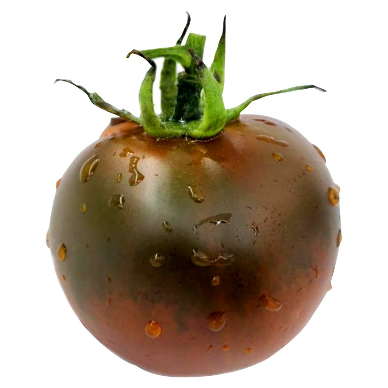 盘锦碱地柿子酸甜口感现摘农家铁油皮西红柿孕妇可食5斤顺丰包邮