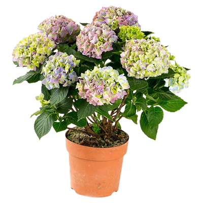 绣球花苗【魔幻系列】16包邮对版