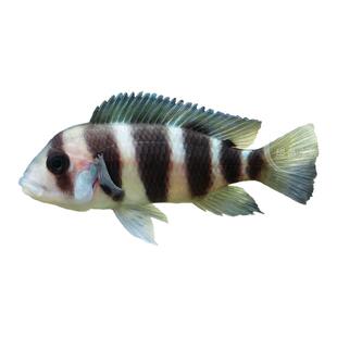 三湖慈鲷鱼布隆迪六间鱼鹅头皇冠坦鲷鱼缸活体热带观赏宠物小型鱼