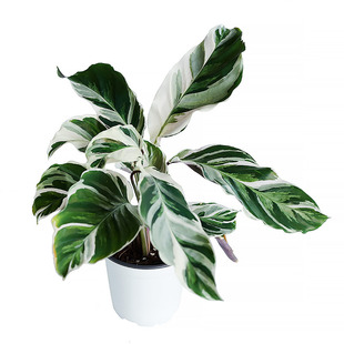 白油画竹芋北欧ins风网红热植客厅办公室桌面好养绿植净化空气