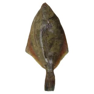 大连石甲子石岗鱼石匠鱼大个新鲜比目偏口鱼鲜活小嘴七星石浆海鱼