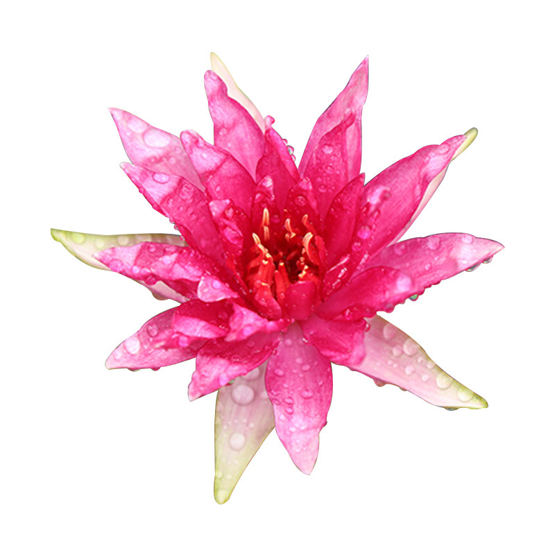 睡莲深红水培四季种植热销根块
