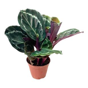 吉利红竹芋小盆栽彩叶植物美丽青纹竹芋系列室内桌面办公观花花卉
