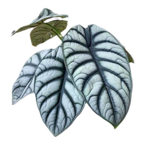 白犀牛海芋ins风网红进口绿植盆栽室内阳台观叶夏季窗台 轻岛植物