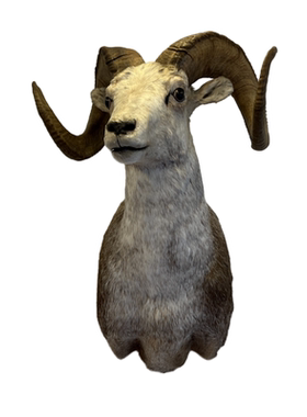 加拿大石羊头肩动物标本家居软装壁饰挂件别墅酒吧商业摆件装饰品
