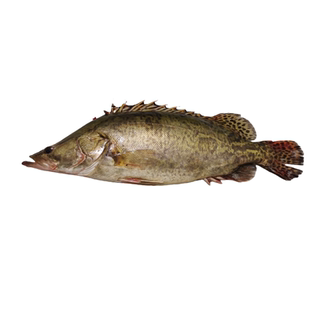鳜鱼新鲜现捕现杀淡水鱼顺丰当天发货桂鱼季花鱼鳌花鱼真空包装