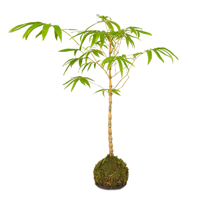 佛肚竹苔藓球庭院茶几雅致秀气