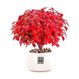 火焰南天竹盆栽客厅室内特级矮桩茶桌小盆景绿植四季好养红叶树苗