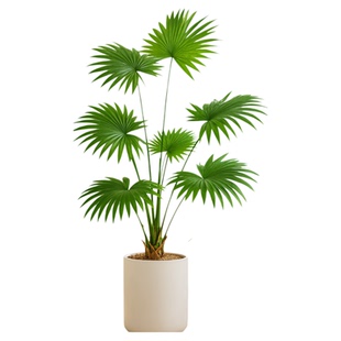 大叶蒲葵树苗盆栽大型绿植观叶棕榈树室内庭院好养耐寒四季青除醛