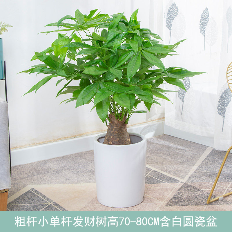 独杆发财树粗杆大树桩室内小盆栽客厅招财盆景办公室好养活绿植物