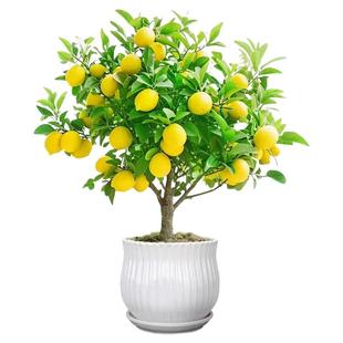 香水柠檬树盆栽带果老桩大盆庭院室内外四季结果可食用金桔果树苗