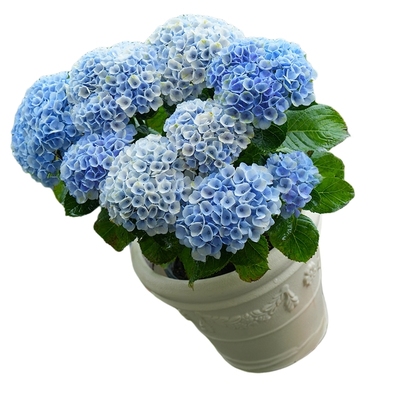 海蒂的花园绣球花魔幻革命