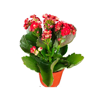 长寿花盆栽带花苞办公室内好养绿植四季开花桌面盆栽蟹爪兰虎刺梅