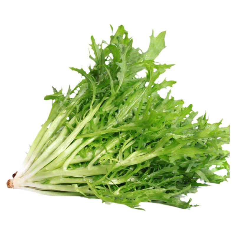 苦菊生菜新鲜苦细叶生菜苦叶生菜西餐健身轻食沙拉蔬菜生500g