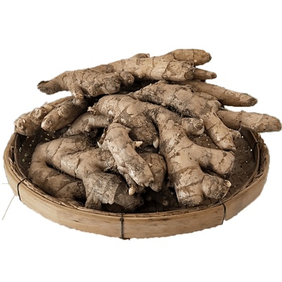 广西桂林恭城打油茶专用老姜