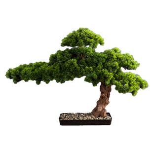 雪松树苗四季常青耐寒耐旱柏树绿化苗木风景树白皮松黑松别墅庭院