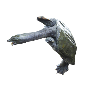 仙湖甲鱼6斤汉寿甲鱼12年仿野自然生长生态中华鳖鲜活到家团水鱼