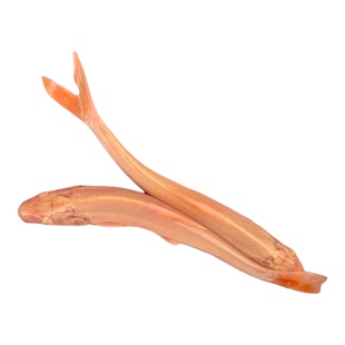 赤目红眼银鳕鱼苗黄化金丝鳕鱼淡水白子招财观赏食用大鳞鲃鳕鱼苗