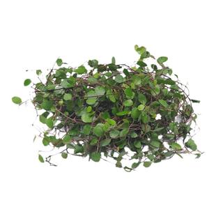 千叶吊兰西餐酒楼摆盘装饰花草蛋糕饮品甜品点缀长寿藤吊兰叶子