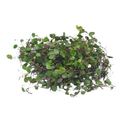 千叶吊兰新鲜摆盘装饰蛋糕点缀