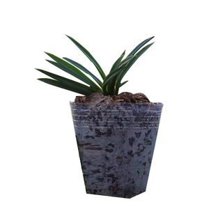 日本蓝花姬石菖蒲姬鸢尾庭会开花盆栽基地直供蓝花耳草夏季带花苞