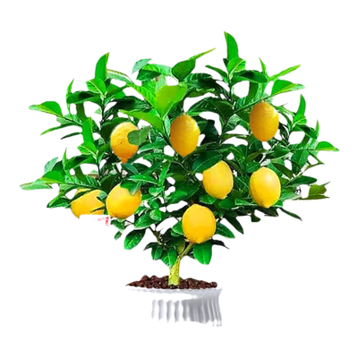 香水柠檬树盆栽带果可食用