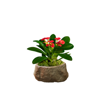 虎刺梅迷你窗台小盆栽室内绿植四季好养活桌面铁海棠植物老桩盆景