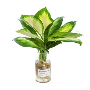 玛丽安水培植物盆栽万年青富贵竹室内绿植好养植物客厅净化空气花