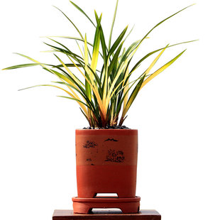 翁源兰花喜花里老种四季建兰高山春色正品红妃带花开浓香好养盆栽