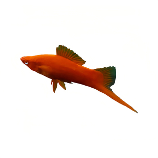 红剑鱼红米奇胎生鱼小型观赏热带红剑鱼好养耐活鱼