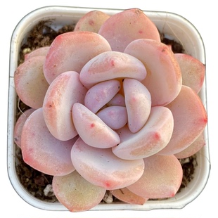 【七总】多肉，粉色雪橙，控养橙梦露雪莲杂交糖心雪天使