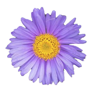 高山紫苑种子荷兰菊种子高岭紫菀菊花种字多年生香草种子