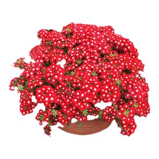 满24元包邮美女樱花苗 多色多年生好养活庭院植物 耐热耐寒易开花