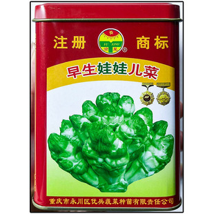 早生娃娃儿菜15g罐高产超生背儿抱儿娃娃母子南充菜种子孑籽大田