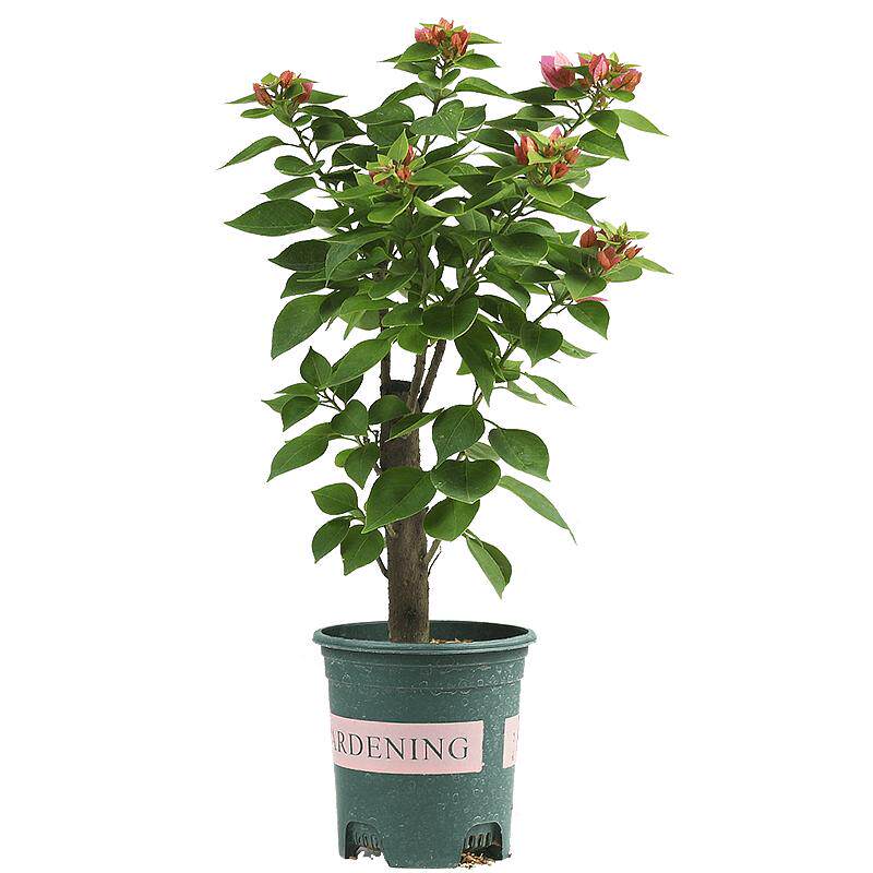 三角梅四季好养爬藤花卉庭院盆栽