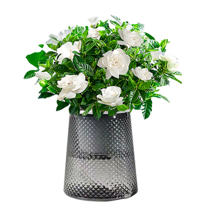 水培植物栀子花盆栽四季开花带花苞室内好养茉莉花卉九里香绿植物