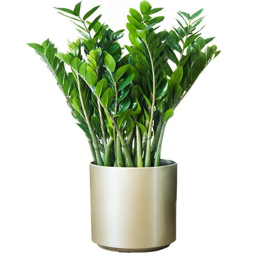 绽放四季花卉金钱树招财树客厅绿植发财树大型植物花卉盆栽办公室