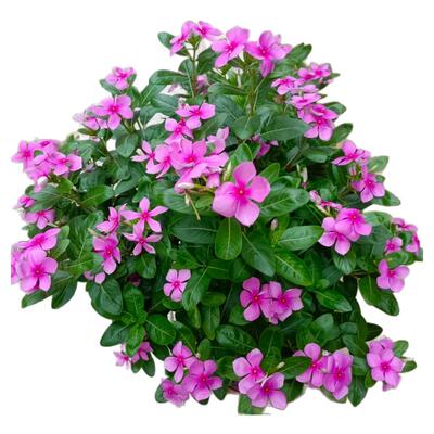 长春花花苗盆栽天天开带花苞耐热观花植物庭院客厅花卉四季开花
