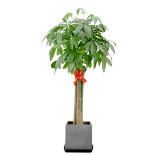 金叶子粗棒发财树单三杆大型室内常绿植物开业乔迁办公室客厅盆栽