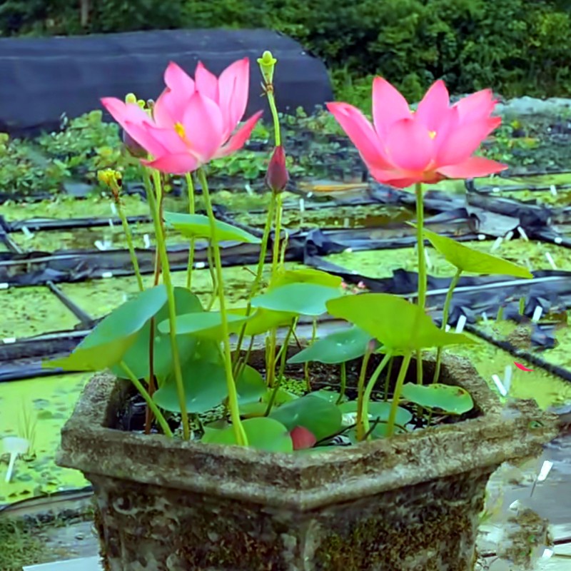 花培栽碗带货水的缸花莲植块发莲苞物花水荷卉花合水睡生根花养适