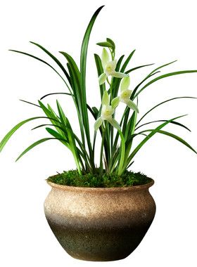 浓香型兰花室内好养易活观花植物