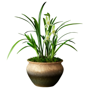 建兰四季兰花朱德素浓香花卉盆景盆栽土绿植兰带草植物花苞名贵苗