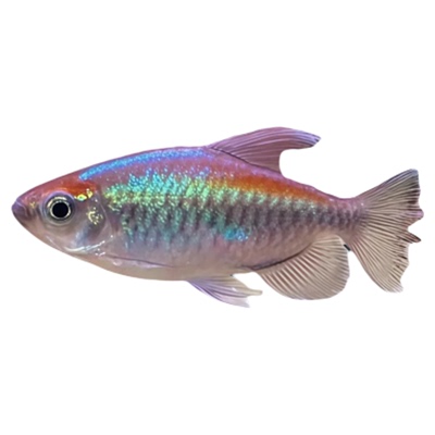 刚果美人鱼小型淡水草缸群游