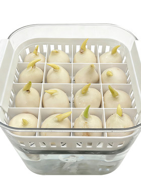 水培16个郁金香花盆方形透明器皿