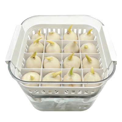 水培16个郁金香花盆方形透明器皿